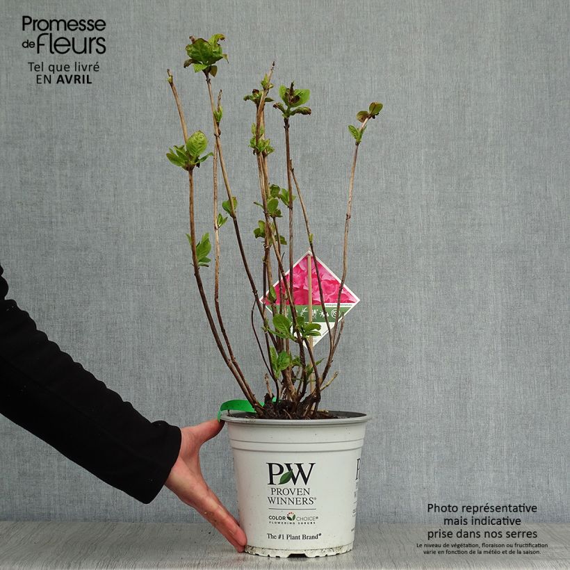 Spécimen de Hortensia - Hydrangea macrophylla Flair & Flavours' Sweet Cupcake tel que livré au printemps