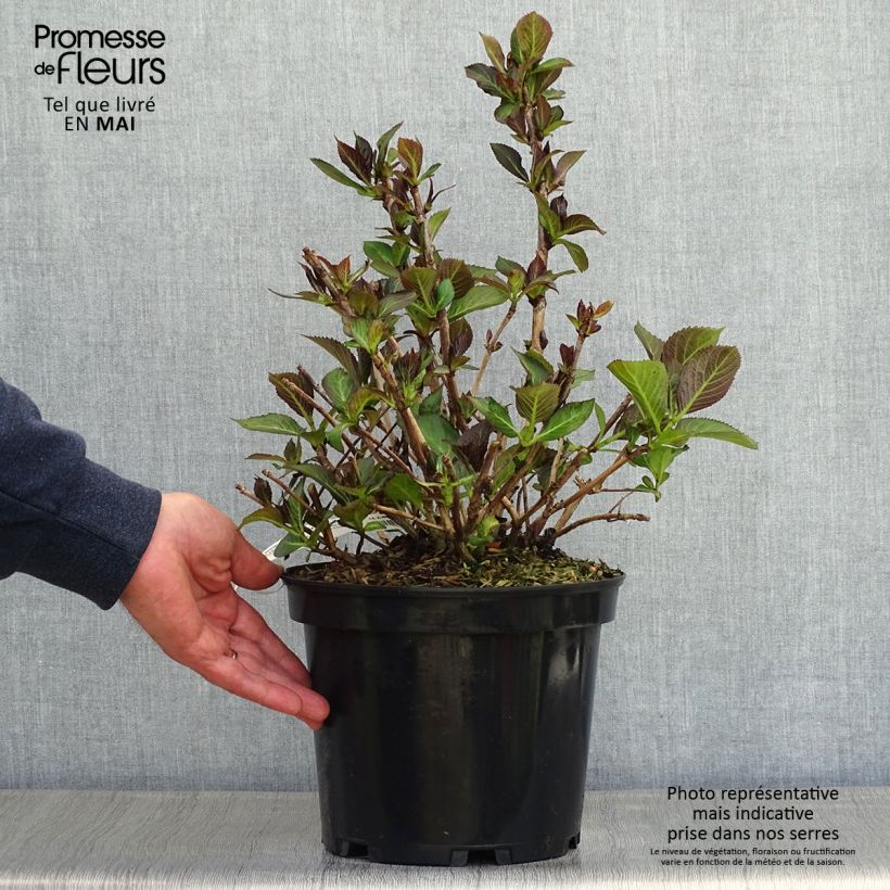 Spécimen de Hortensia - Hydrangea macrophylla French Cancan tel que livré au printemps