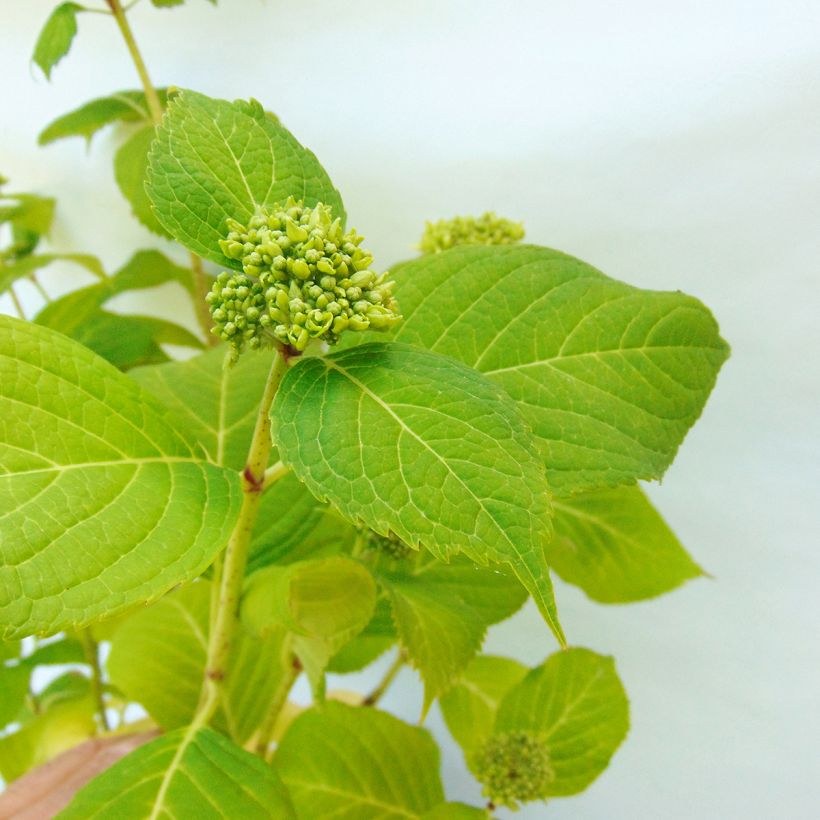 Hortensia - Hydrangea macrophylla Generale Vicomtesse de Vibraye (Feuillage)