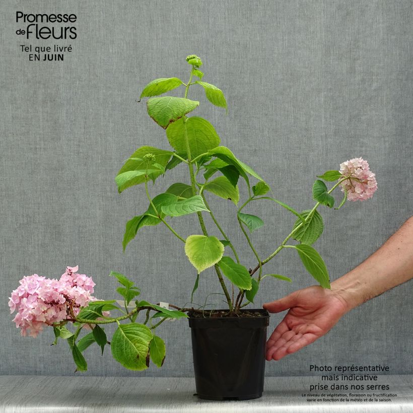 Spécimen de Hortensia - Hydrangea macrophylla Generale Vicomtesse de Vibraye Pot de 2L/3L tel que livré en été