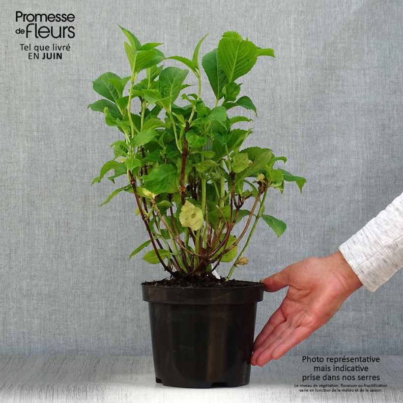 Spécimen de Hortensia - Hydrangea macrophylla Gertrud Glahn Pot de 2L/3L tel que livré en été