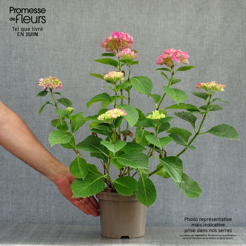 Spécimen de Hortensia - Hydrangea macrophylla Glowing Amber Pot de 2L/3L tel que livré en été