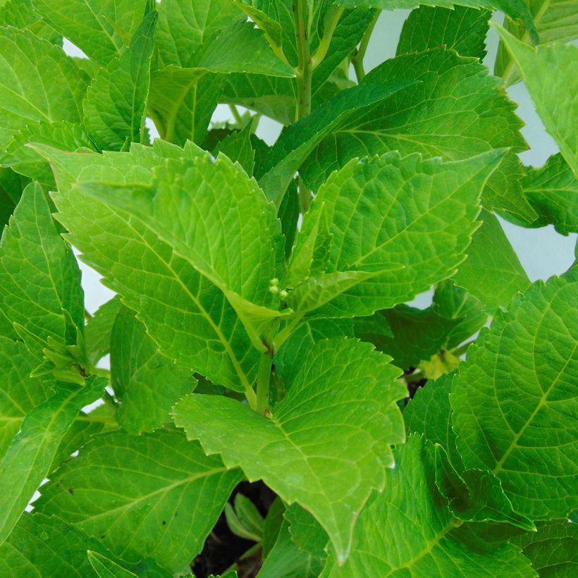 Hortensia - Hydrangea macrophylla Green Shadow (Feuillage)