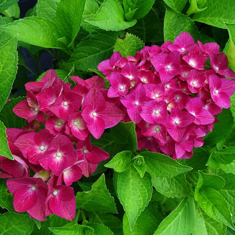 Hortensia - Hydrangea macrophylla Green Shadow (Floraison)