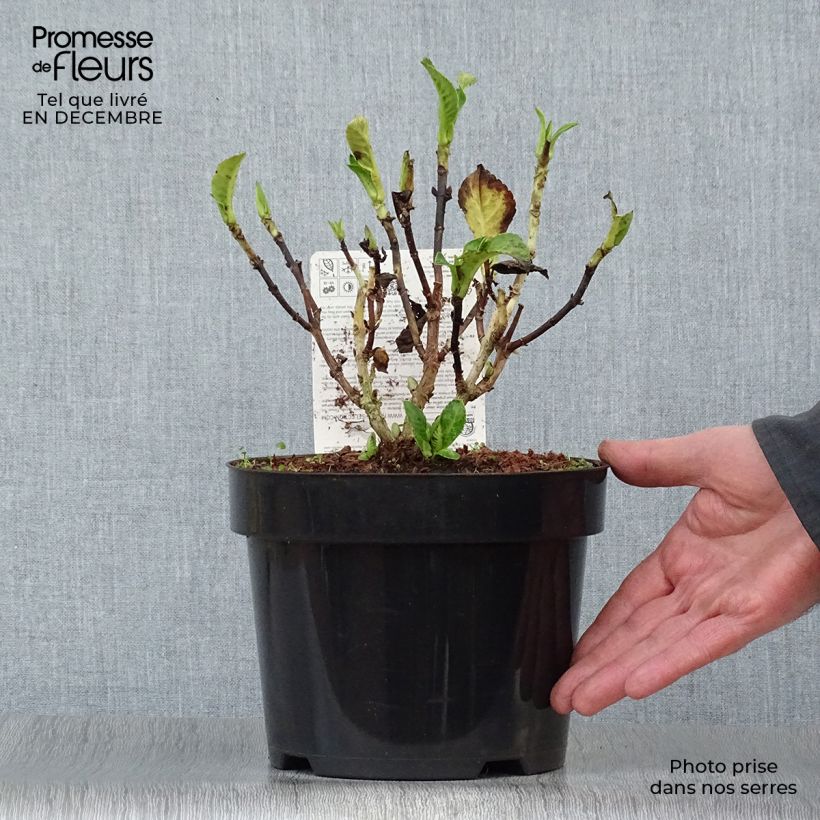 Spécimen de Hortensia - Hydrangea macrophylla Green Shadow tel que livré en hiver