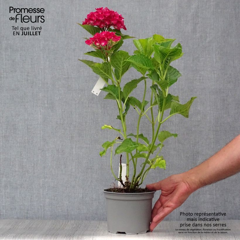 Spécimen de Hortensia - Hydrangea macrophylla Green Shadow Pot de 2L/3L tel que livré en été