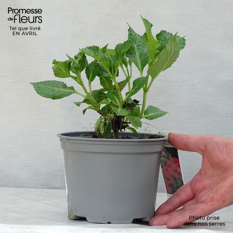 Spécimen de Hortensia - Hydrangea macrophylla Green Shadow en pot de 2/3L Pot de 2L/3L tel que livré au printemps