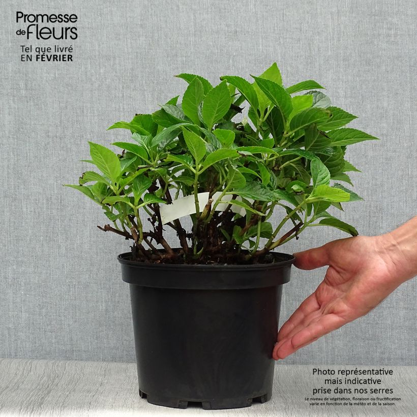 Spécimen de Hortensia - Hydrangea macrophylla Hovaria Hobergine Pot de 4L/5L tel que livré en automne