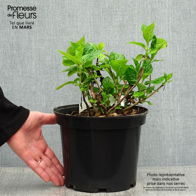 Spécimen de Hortensia - Hydrangea macrophylla Hovaria Hobergine Pot de 4L/5L tel que livré au printemps