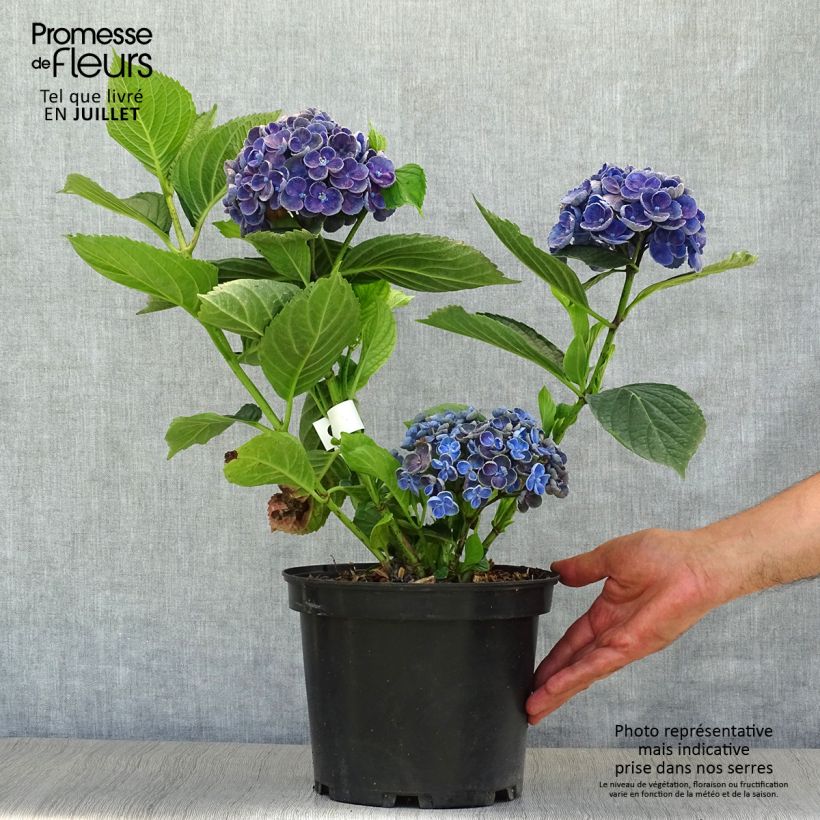 Spécimen de Hortensia - Hydrangea macrophylla Hovaria Hopcorn Pot de 4L/5L tel que livré en été