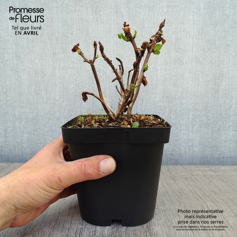 Spécimen de Hortensia - Hydrangea macrophylla Immaculata tel que livré au printemps