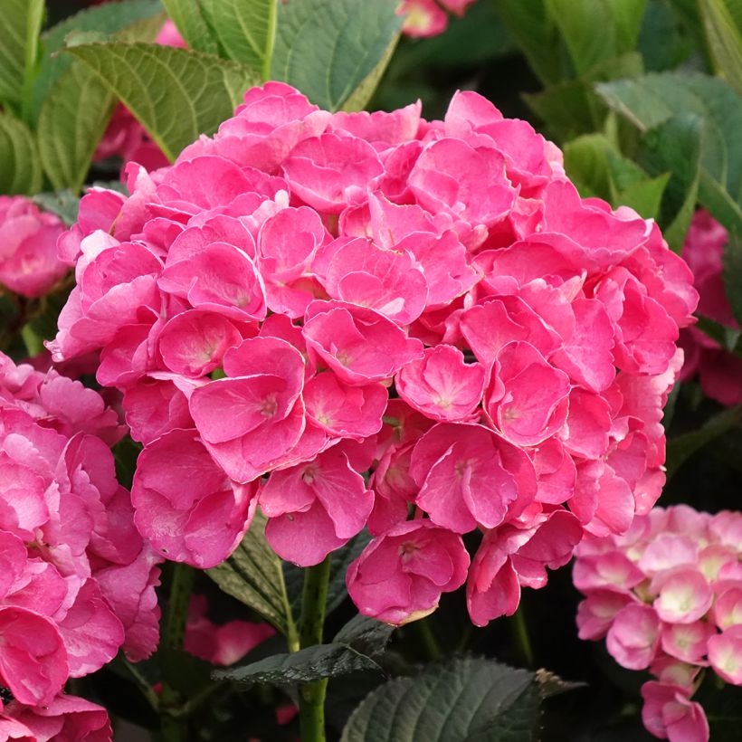 Hortensia - Hydrangea macrophylla Julisa (Floraison)