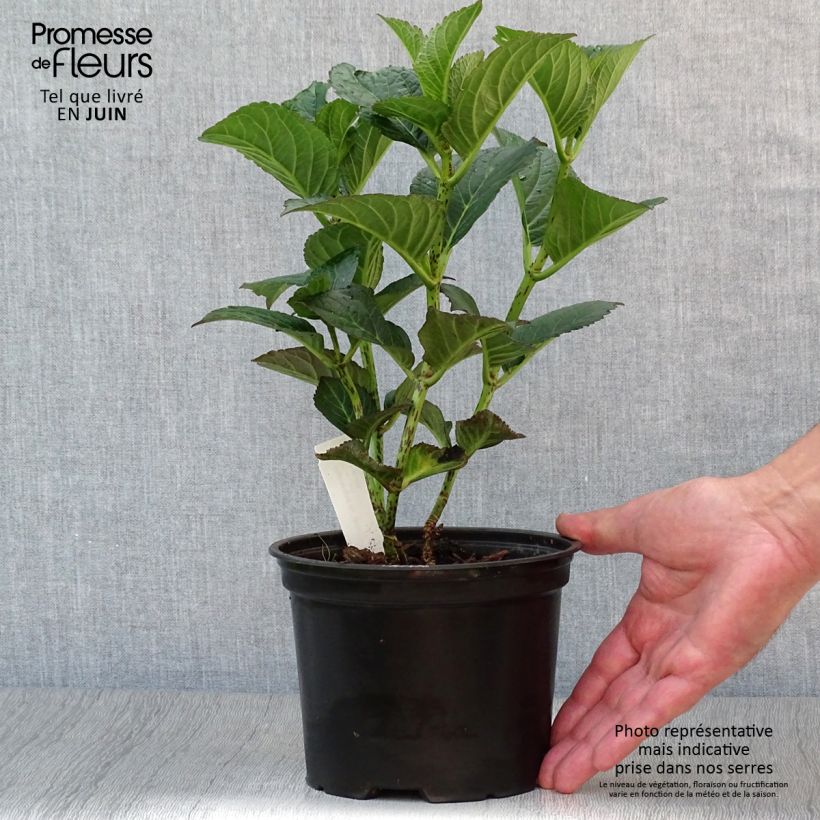 Spécimen de Hortensia - Hydrangea macrophylla Julisa  Pot de 1,5L/2L tel que livré en été