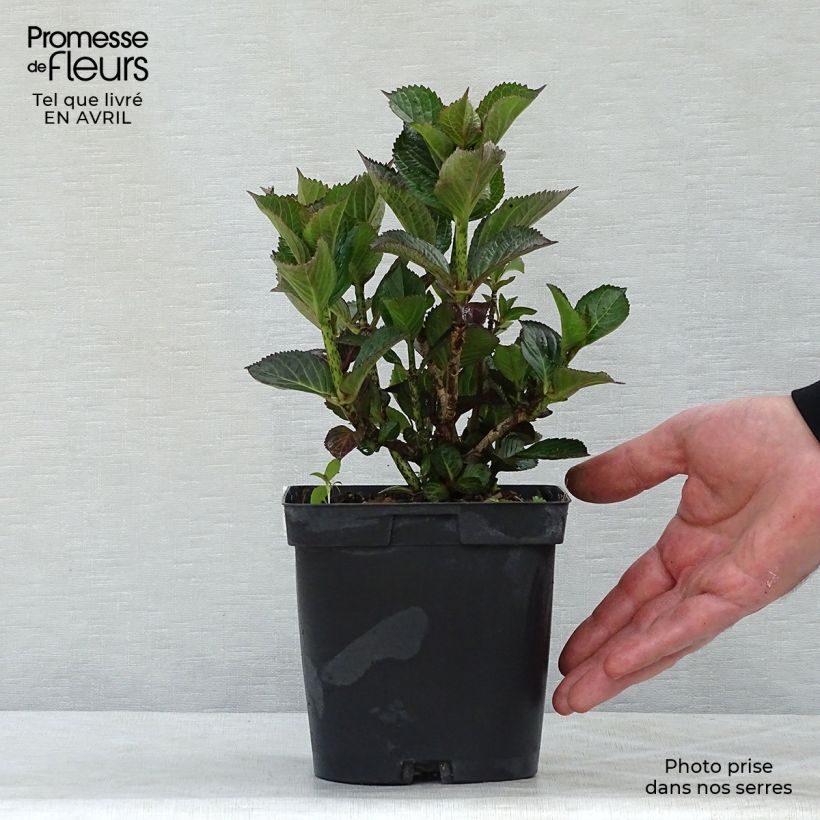 Spécimen de Hortensia - Hydrangea macrophylla Julisa en pot de 1.5L/2L tel que livré au printemps