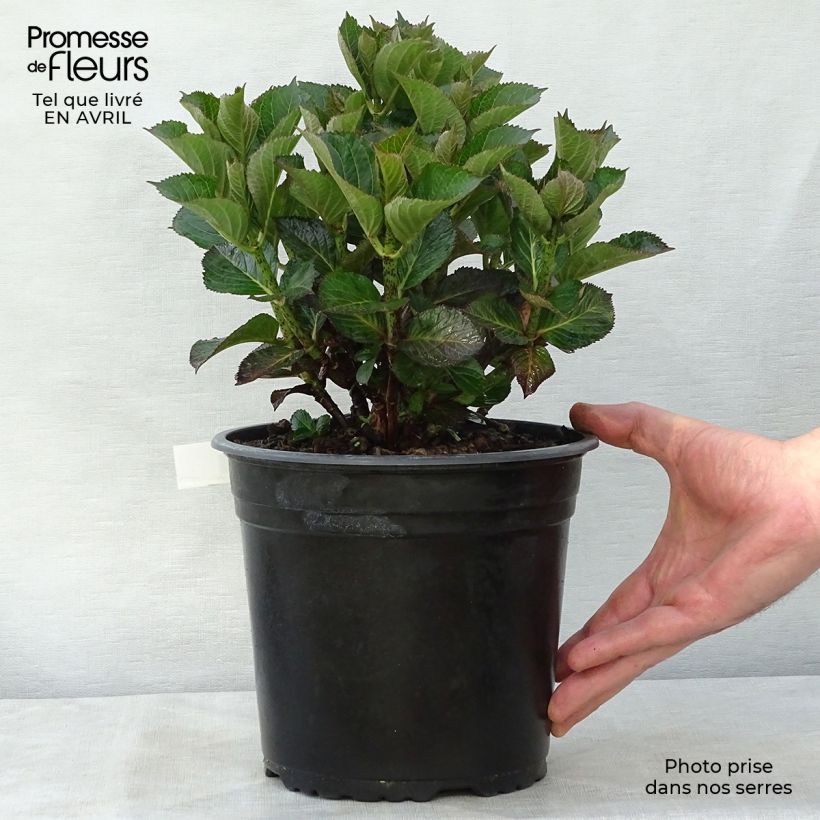 Spécimen de Hortensia - Hydrangea macrophylla Julisa en pot de 4L/ 5L tel que livré au printemps