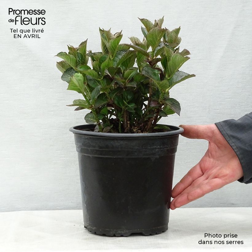 Spécimen de Hortensia - Hydrangea macrophylla Julisa  tel que livré au printemps