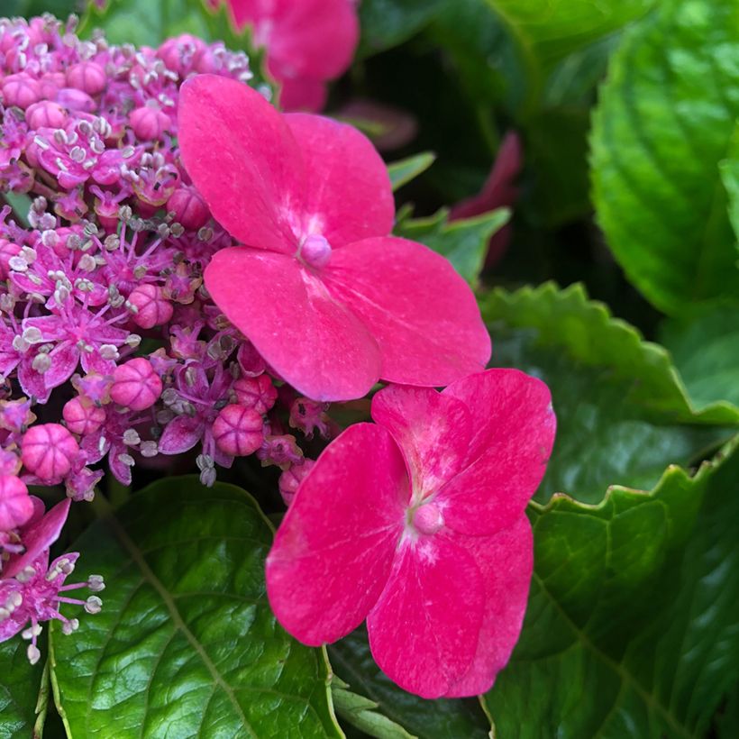 Hortensia - Hydrangea macrophylla Kardinal (Floraison)