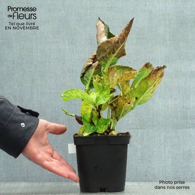 Spécimen de Hortensia - Hydrangea macrophylla Kazan tel que livré en automne