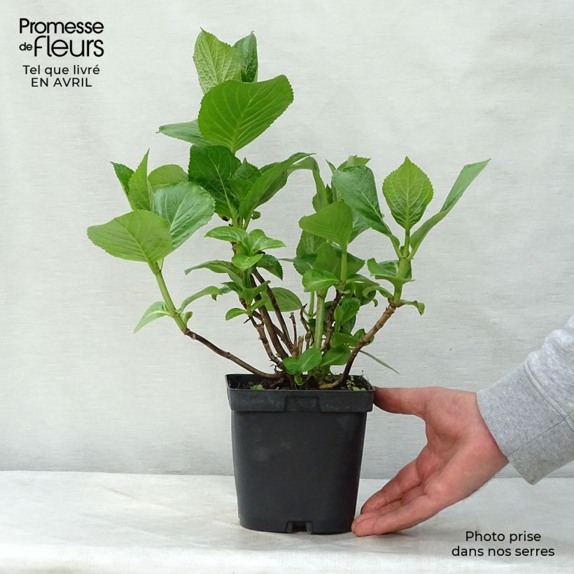 Spécimen de Hortensia - Hydrangea macrophylla Kazan en pot de 2/3L tel que livré au printemps