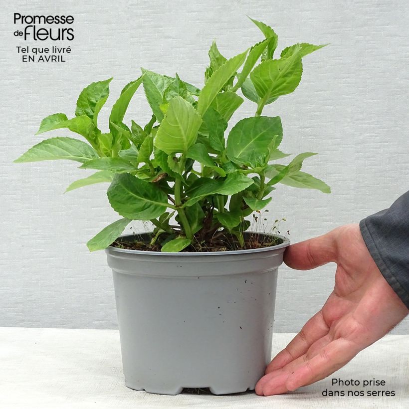 Spécimen de Hortensia - Hydrangea macrophylla Koria tel que livré au printemps