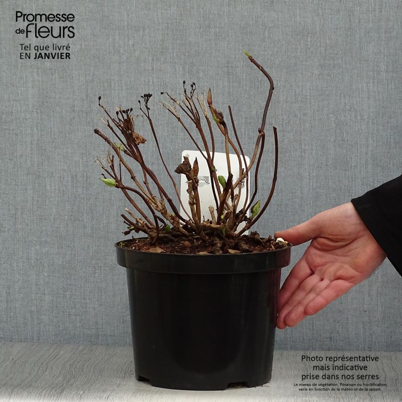 Spécimen de Hortensia - Hydrangea macrophylla Koria tel que livré en hiver