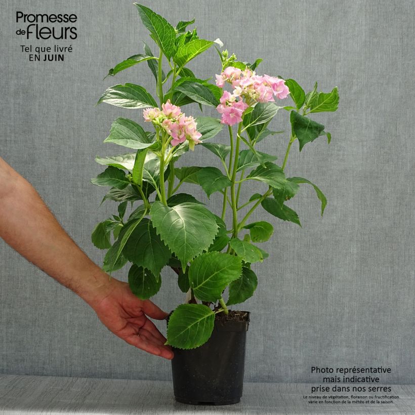 Spécimen de Hortensia - Hydrangea macrophylla La Marne  Pot de 2L/3L tel que livré en été