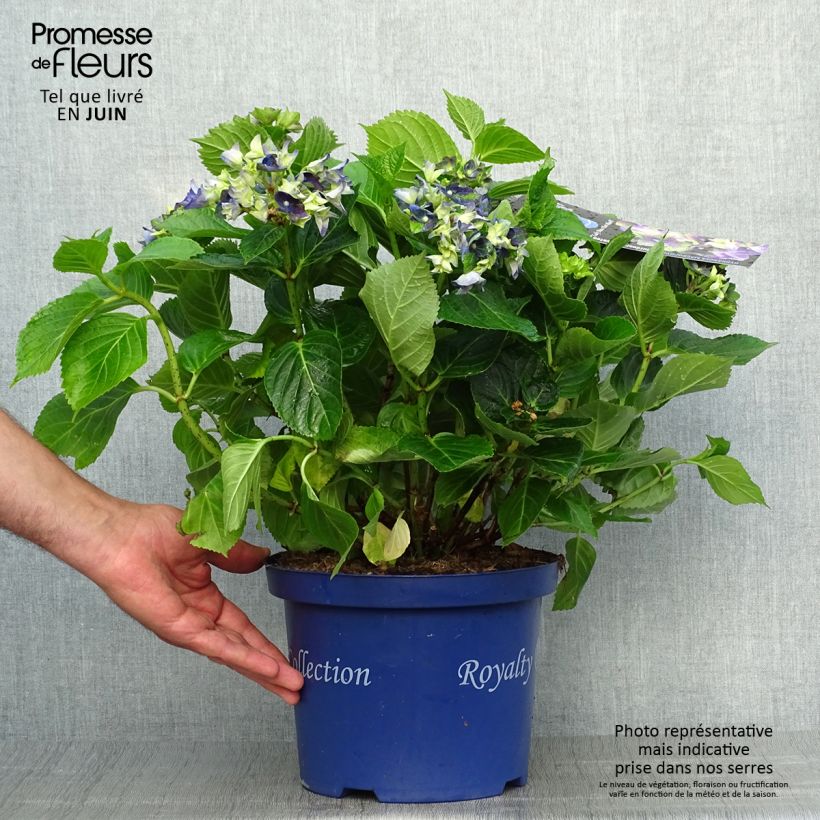 Spécimen de Hortensia - Hydrangea macrophylla Lady Mata Hari Pot de 4L/5L tel que livré en été