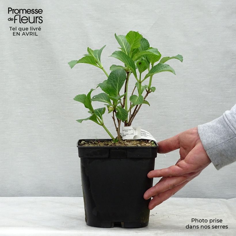 Spécimen de Hortensia - Hydrangea macrophylla Lady Nobuko Pot de 2L/3L tel que livré au printemps