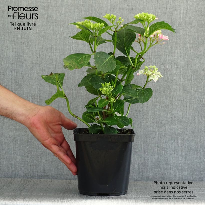 Spécimen de Hortensia - Hydrangea macrophylla Lady Nobuko Pot de 2L/3L tel que livré en été