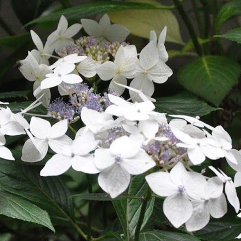 Hortensia macrophylla Lanarth White (Floraison)