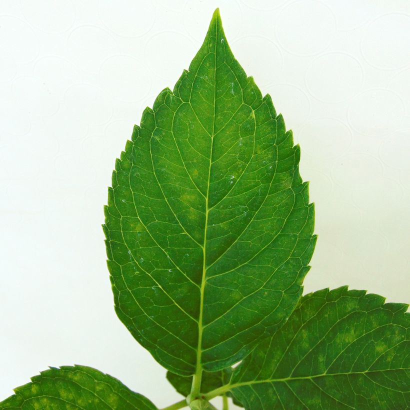 Hortensia - Hydrangea macrophylla Leuchtfeuer (Feuillage)