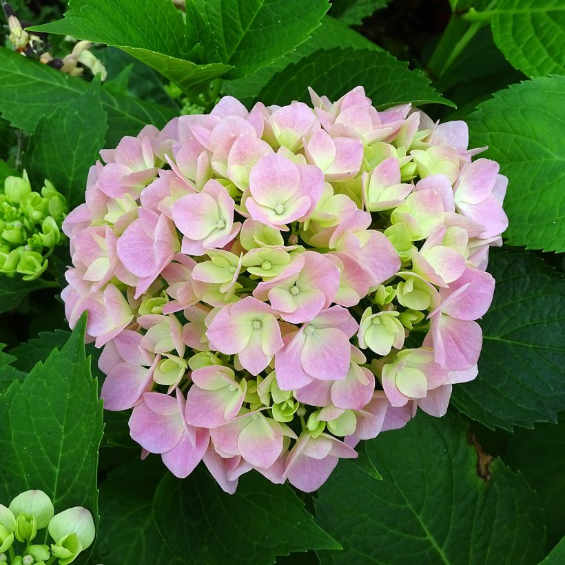 Hortensia - Hydrangea macrophylla Leuchtfeuer (Floraison)