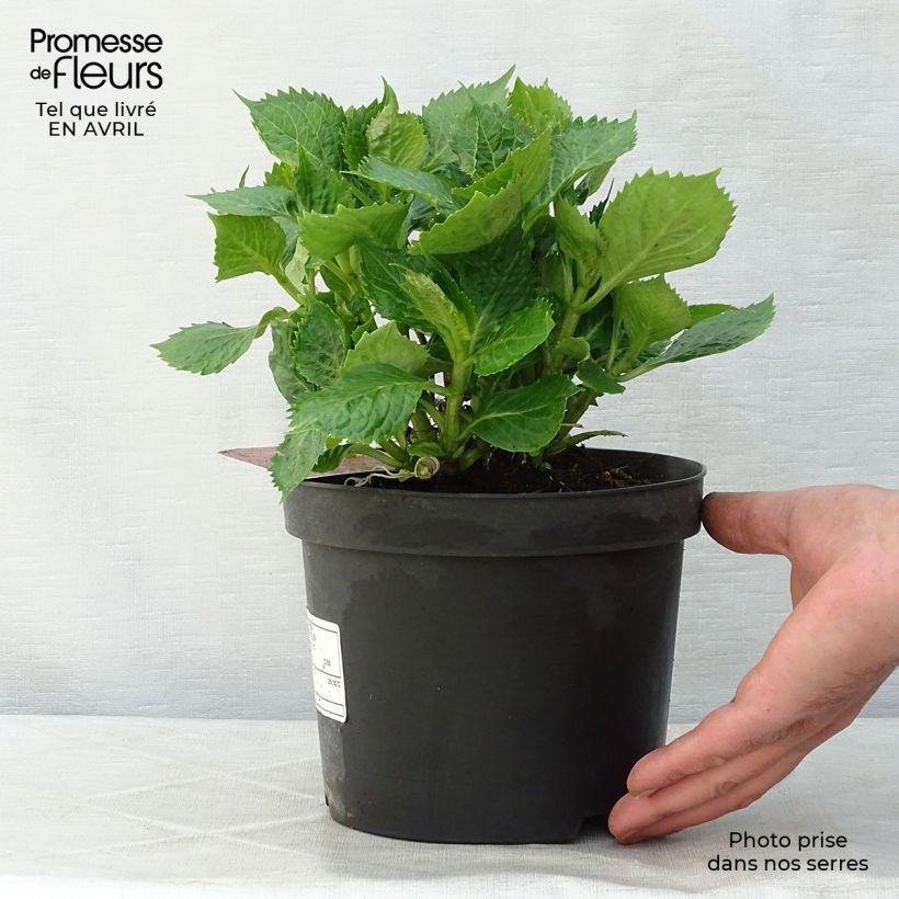 Spécimen de Hortensia - Hydrangea macrophylla Leuchtfeuer Pot de 2L/3L tel que livré au printemps