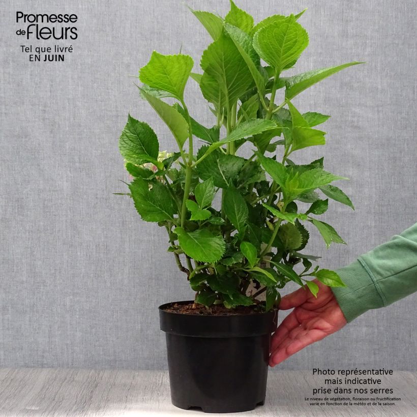 Spécimen de Hortensia - Hydrangea macrophylla Leuchtfeuer Pot de 2L/3L tel que livré en été