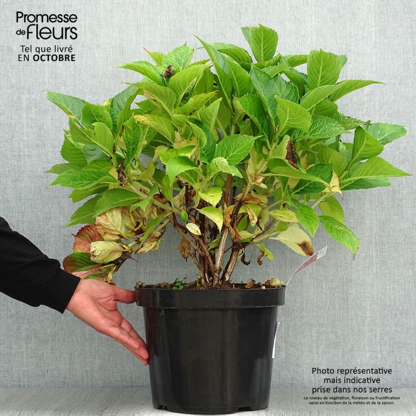 Spécimen de Hortensia - Hydrangea macrophylla Leuchtfeuer Pot de 7,5L/10L tel que livré en automne