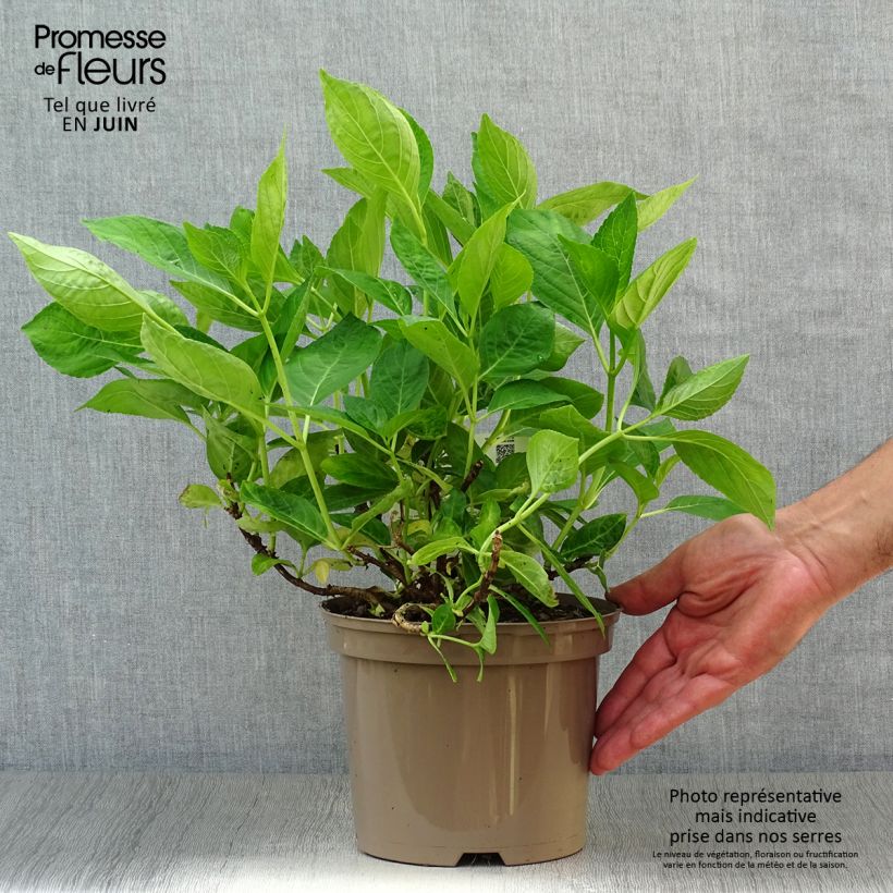 Spécimen de Hortensia - Hydrangea macrophylla Libelle (Teller white) Pot de 2L/3L tel que livré en été