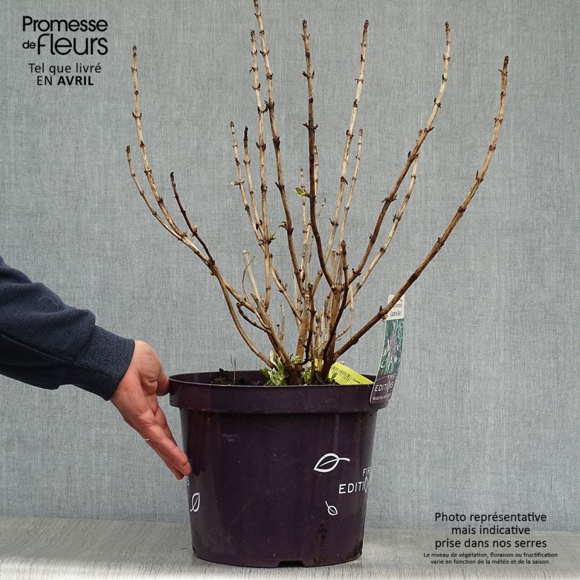 Spécimen de Hortensia - Hydrangea macrophylla Light'o'Day en pot de 10l tel que livré au printemps