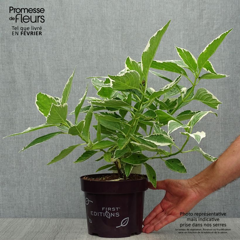 Spécimen de Hortensia - Hydrangea macrophylla Light'o'Day Pot de 3L/4L tel que livré en automne