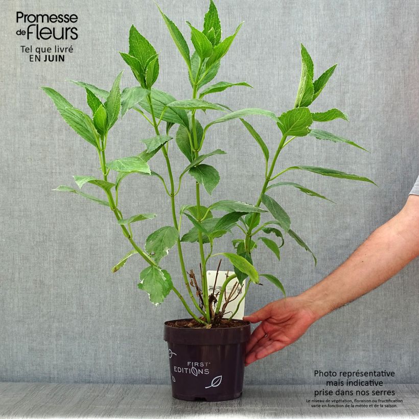 Spécimen de Hortensia - Hydrangea macrophylla Light'o'Day Pot de 3L/4L tel que livré en été