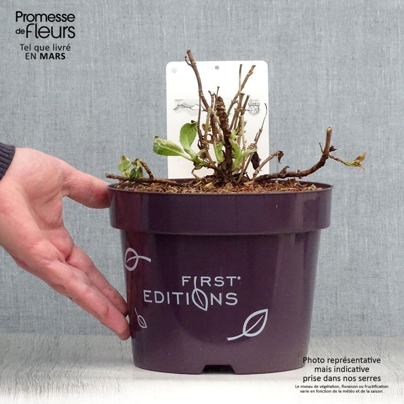 Spécimen de Hortensia - Hydrangea macrophylla Light'o'Day en pot de 3/4L tel que livré au printemps