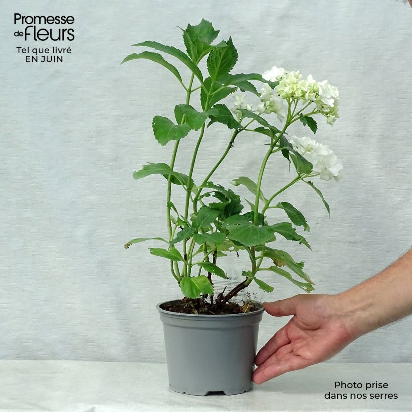 Spécimen de Hortensia - Hydrangea macrophylla Magical Jade Pot de 2L/3L tel que livré en été