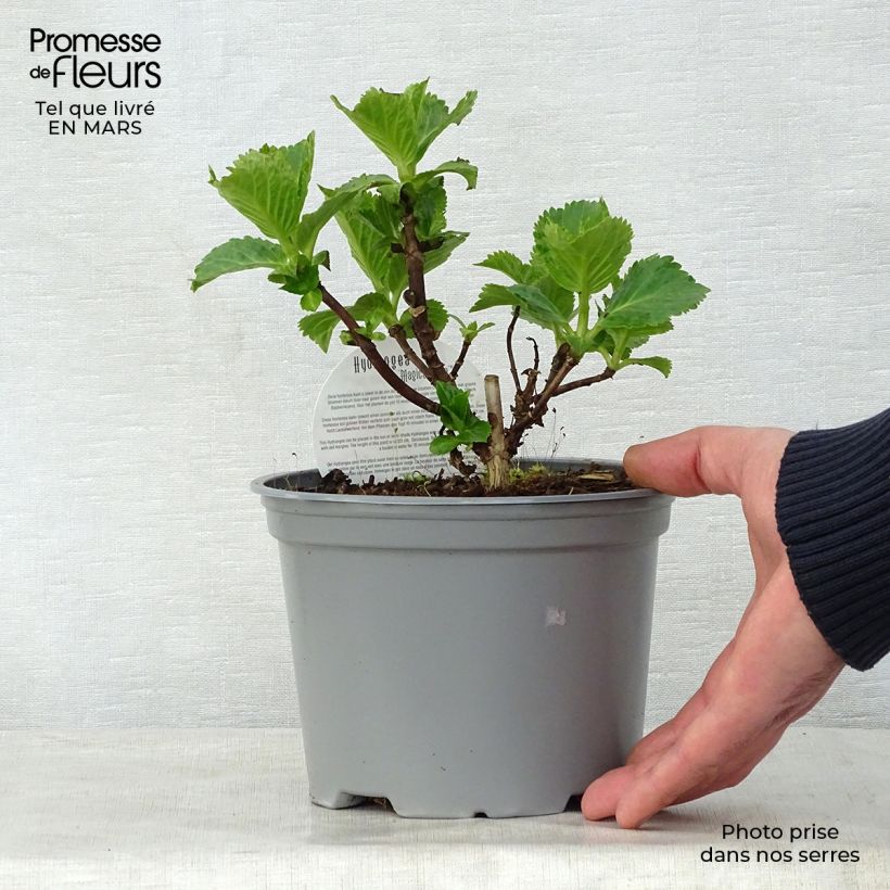 Spécimen de Hortensia - Hydrangea macrophylla Magical Jade Pot de 2L/3L tel que livré au printemps