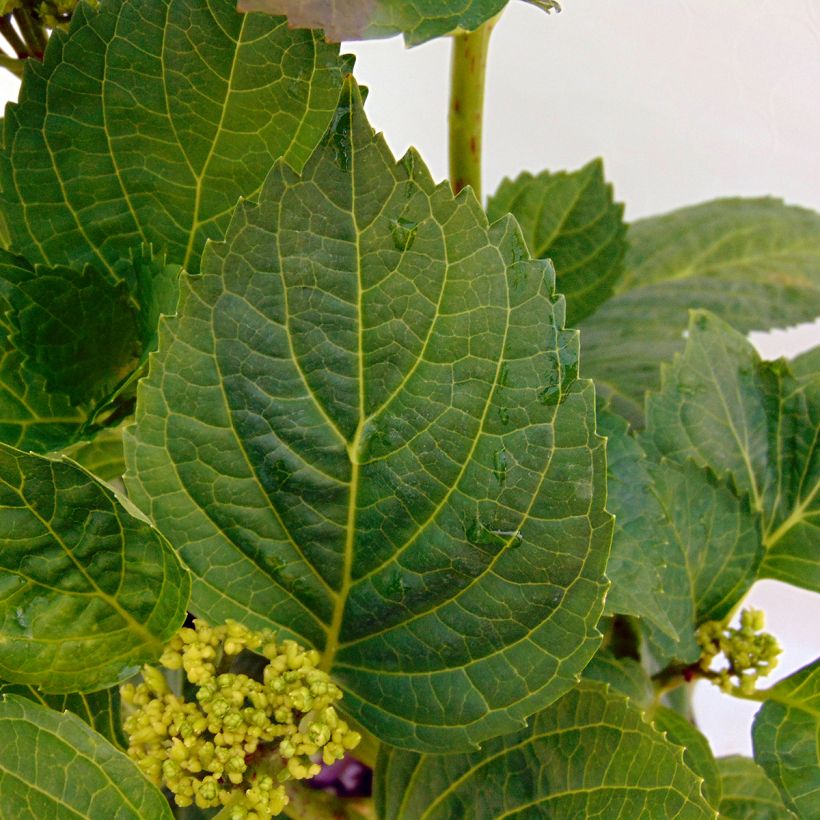 Hortensia - Hydrangea macrophylla Magical Noblesse (Feuillage)