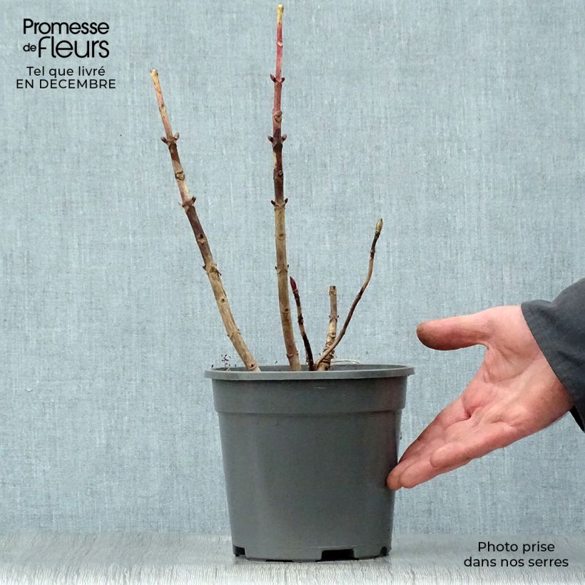 Spécimen de Hortensia - Hydrangea macrophylla Magical Revolution Bleu tel que livré en hiver