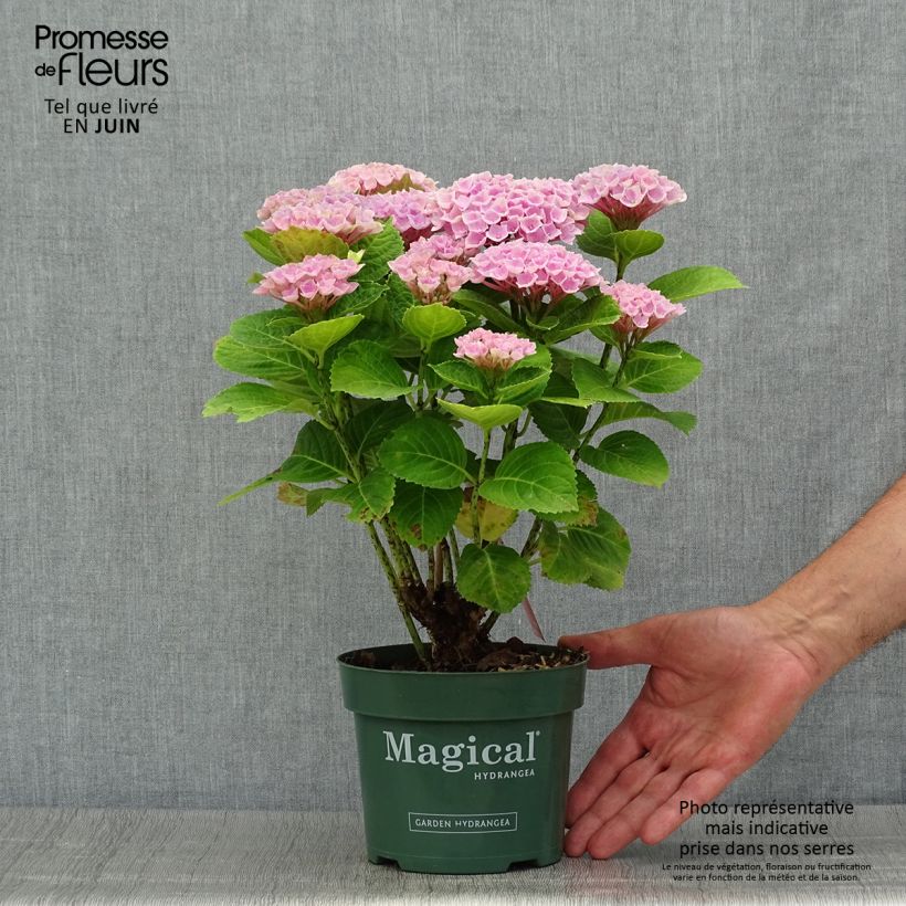 Spécimen de Hortensia - Hydrangea macrophylla Magical Revolution Rose Pot de 2L/3L tel que livré en été