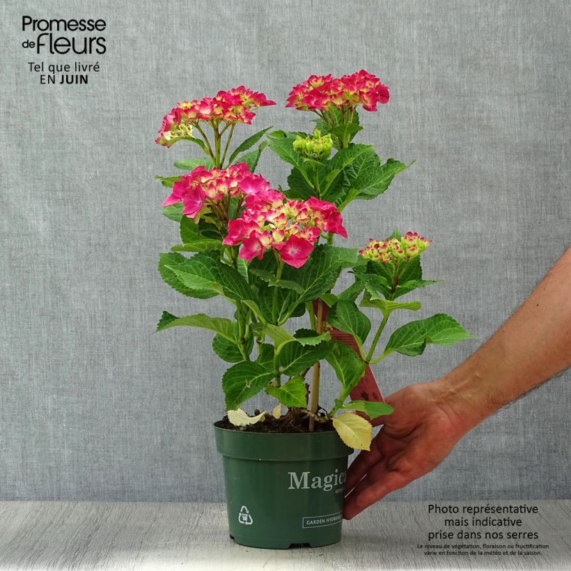 Spécimen de Hortensia - Hydrangea macrophylla Magical Ruby Tuesday Pot de 2L/3L tel que livré en été