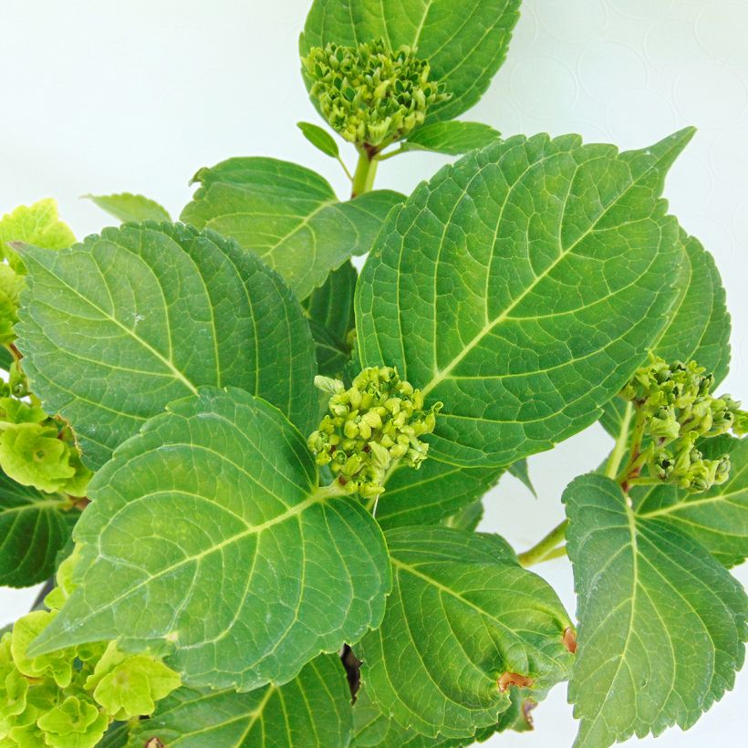 Hortensia - Hydrangea macrophylla Magical Summer Green (Feuillage)