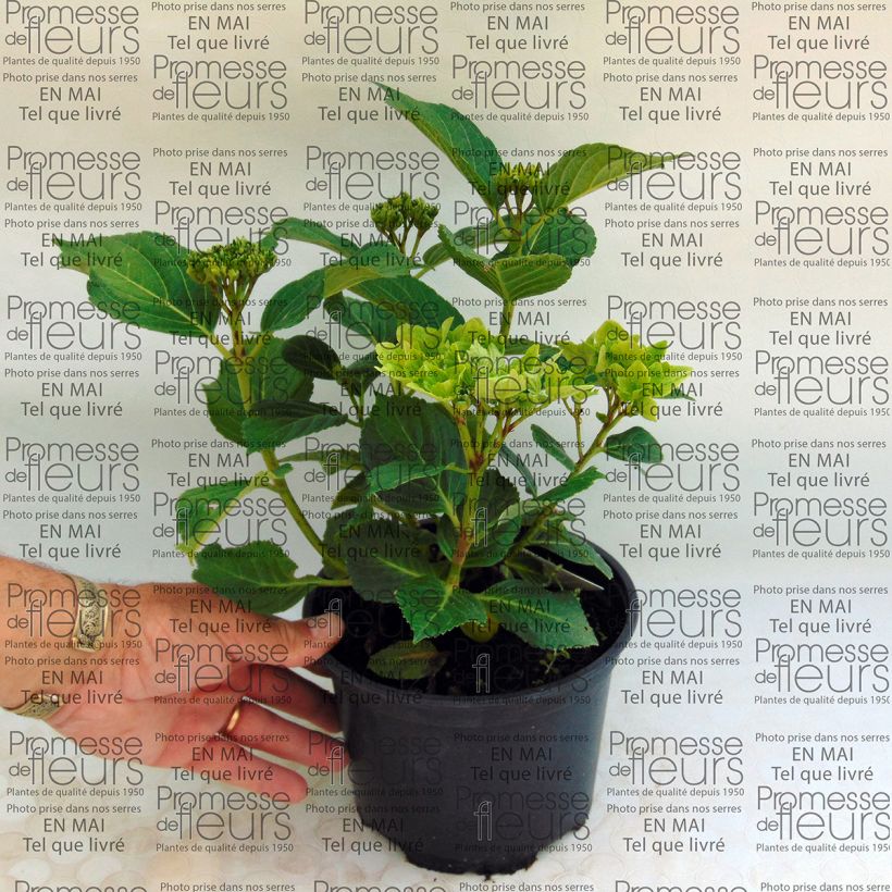 Exemple de spécimen de Hortensia - Hydrangea macrophylla Magical Summer Green Pot de 2L/3L tel que livré