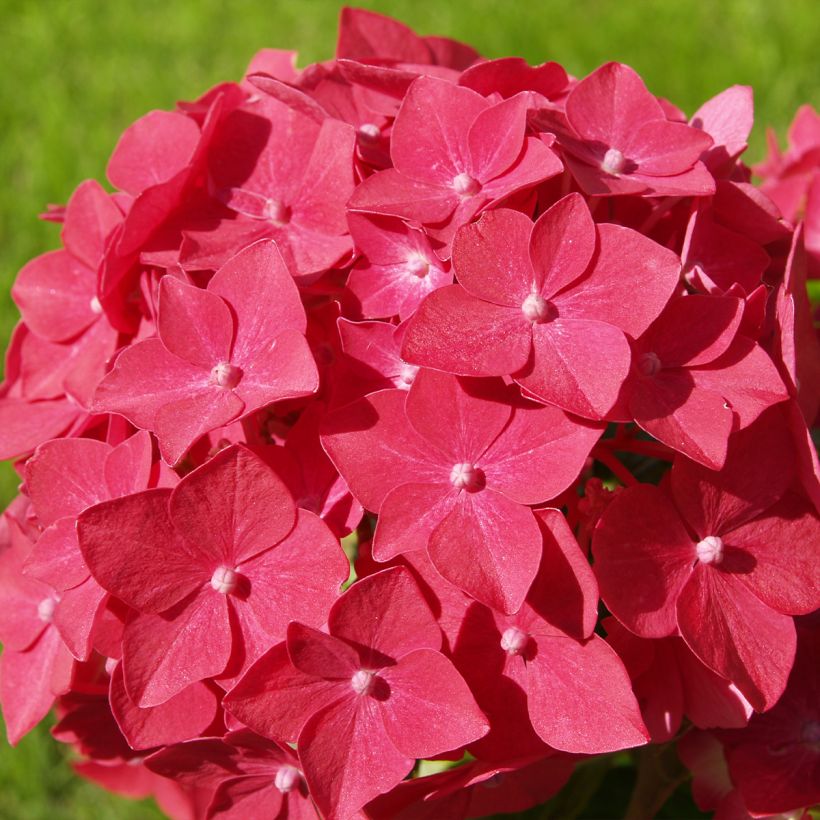 Hortensia macrophylla Masja (Floraison)