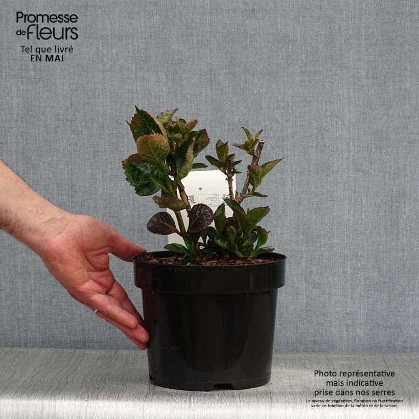 Spécimen de Hortensia - Hydrangea macrophylla Merveille Sanguine tel que livré au printemps